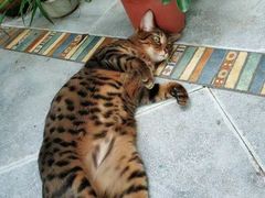 -猫色咖啡·猫咖