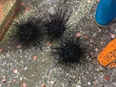-霞涌市场海鲜摆卖区