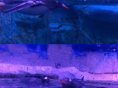 -暹罗海洋世界