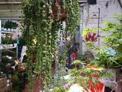 -循礼门鲜花花市(武汉循礼门店)