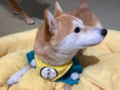 -逗柴咖啡屋·狗咖猫咖宠物桌游