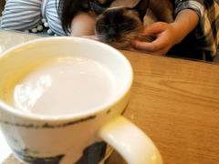 -有猫儿腻咖啡厅.猫咖