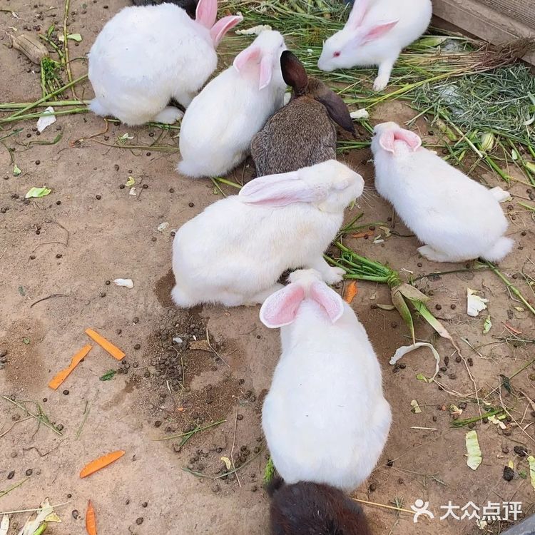 北京丰台你不能错过的带娃培养感情的好去处[胜利]