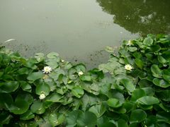 -莲湖公园
