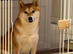 -翊宠yipet猫狗购宠庄园犬舍•猫舍