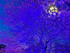 -东湖磨山景区樱花园-停车场