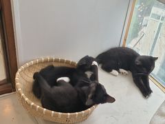 -共舞时光猫咖·狗咖(新街口店)