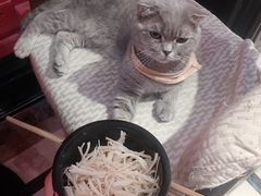 -猫色咖啡·猫咖