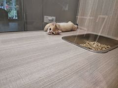 -飞行喵MR PILOT|猫舍·猫咖(静安大融城店)