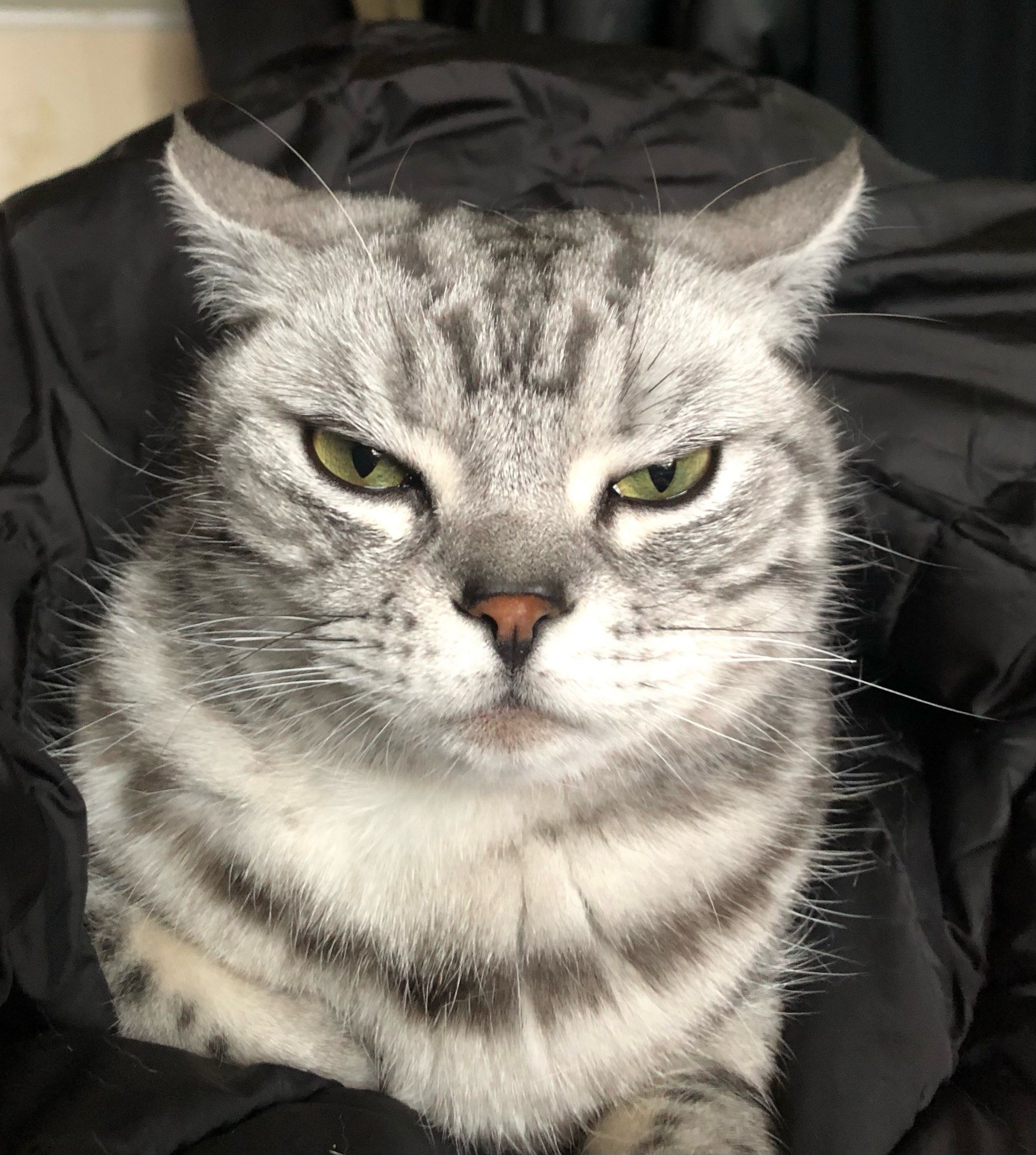 两根毛表情，二根毛表情符号