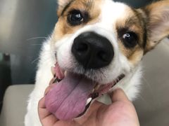 -爱侣宠医·鹦鹉专科·小型哺乳类·异宠专科(灵石路店)