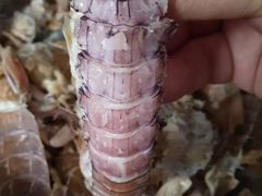 虾爬子-鑫福隆生鲜超市(沈营大街店)