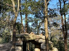 -中国大熊猫保护研究中心雅安碧峰峡基地
