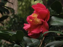 -金花茶公园