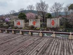 -香雪海