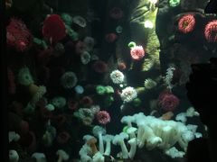 -瑞普利水族馆