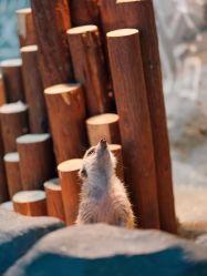 -Zoolung Zoolung动物主题公园(海信广场店)