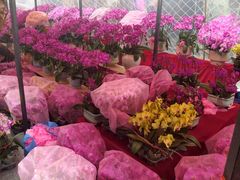 -越秀西湖花市(广州城市广场花卉店)