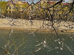 -桃花堤公园