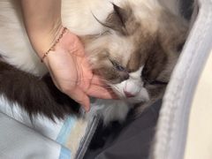 -瑞派宠物医院·犬猫全科·猫友好(宾水西道店)