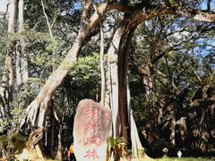 -瑞丽独树成林风景区