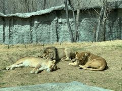 -北京野生动物园