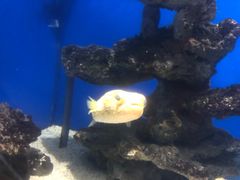 -烟台海昌鲸鲨海洋公园