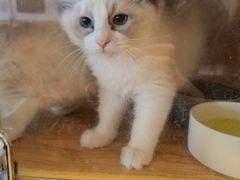 -猫猫幼稚园·撸猫·桌游·电玩