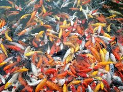 -大门水乡·顺德菜