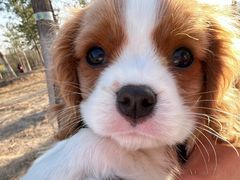 -萌宠之家·腊肠犬·马尔泰·小体犬舍