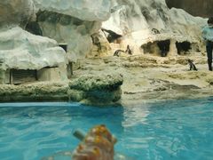 雪糕-帝企鹅自助餐厅•儿童岛•真企鹅(长隆企鹅酒店)