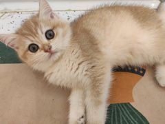 -猫域·湾主题猫咖·宠物吧(南坪城市广场店)