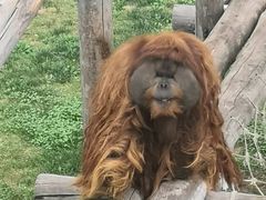 -西霞口神雕山野生动物世界