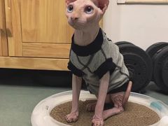 -喵zoo家庭繁育猫舍(尖东智能花园店)