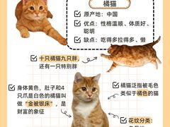 -翊宠yipet猫狗购宠庄园犬舍•猫舍