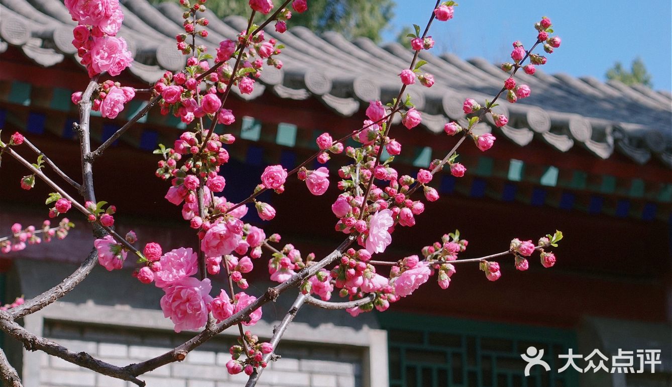 果茶春游 | 天坛的四月：花都开好了🌸
