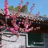 果茶春游 | 天坛的四月：花都开好了🌸