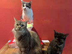 -猫色咖啡·猫咖