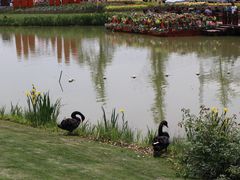 -荷兰花海