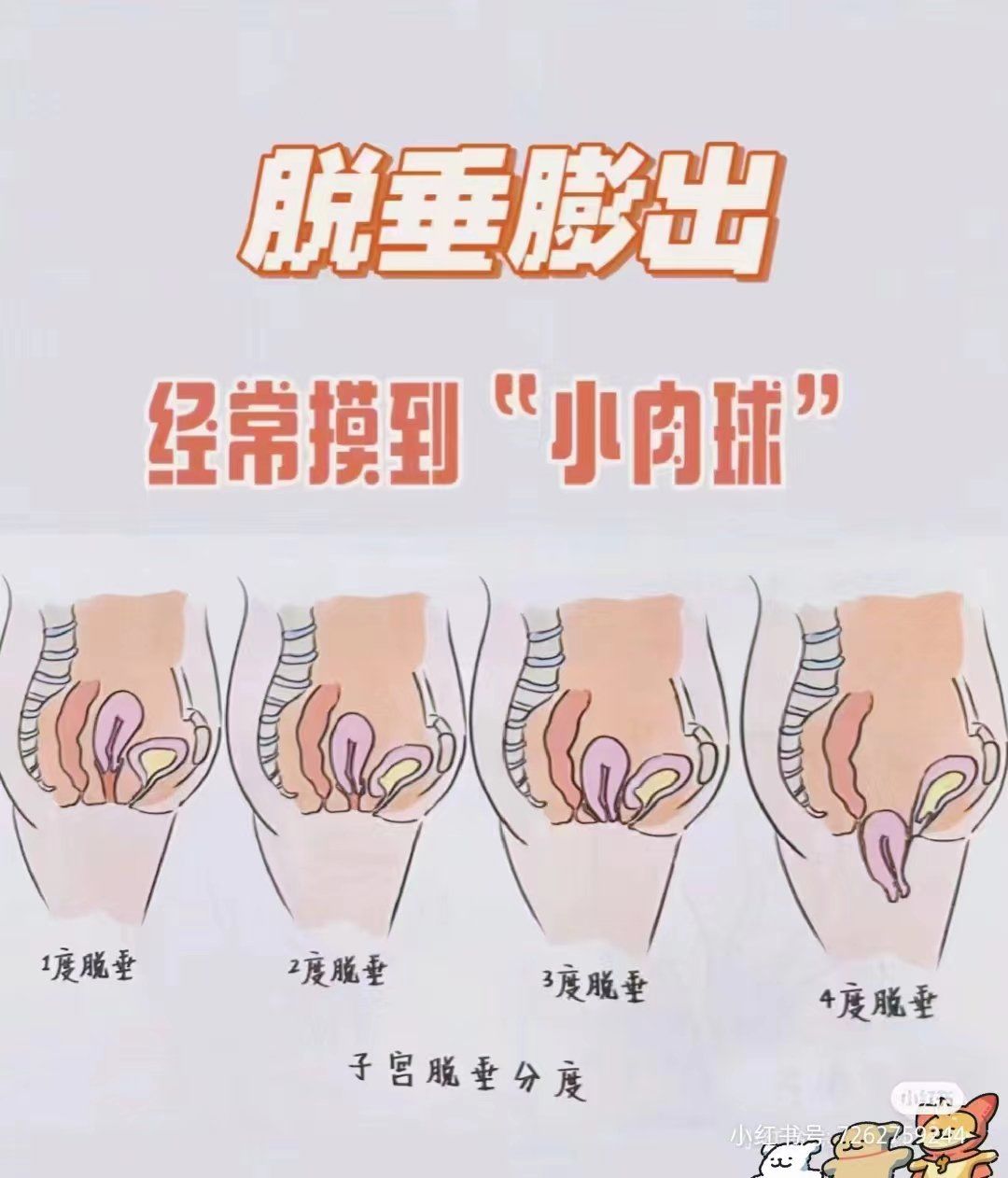 盆底肌的小秘密