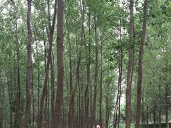 -合肥滨湖国家森林公园