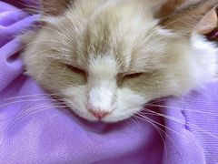 -COLOR PETS 撸猫馆·购猫·猫咖(长风大悦城店)