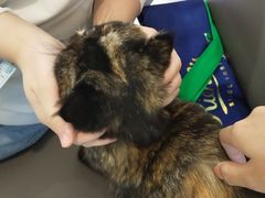 -喵园·猫主题咖啡厅·撸猫·猫咖(国贸店)