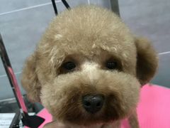 -宠福鑫康馨动物医院·骨科·眼科