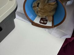 -瑞派福兴宠物医院犬猫全科·骨科·中西医结合(河东店)