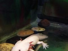 -上海大自然野生昆虫馆(东方明珠·爬宠昆虫探索中心)