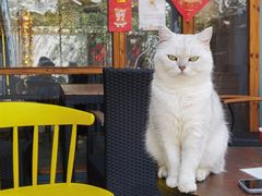 -喵屿·大理花园猫咖