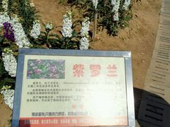 -松山湖梦幻百花洲