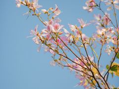 -广东花都湖国家湿地公园