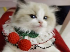 -欣宠猫屋·矮脚拿破仑·蓝金金渐层